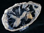 Blue Forest Petrified Wood Slice - x #12641-1